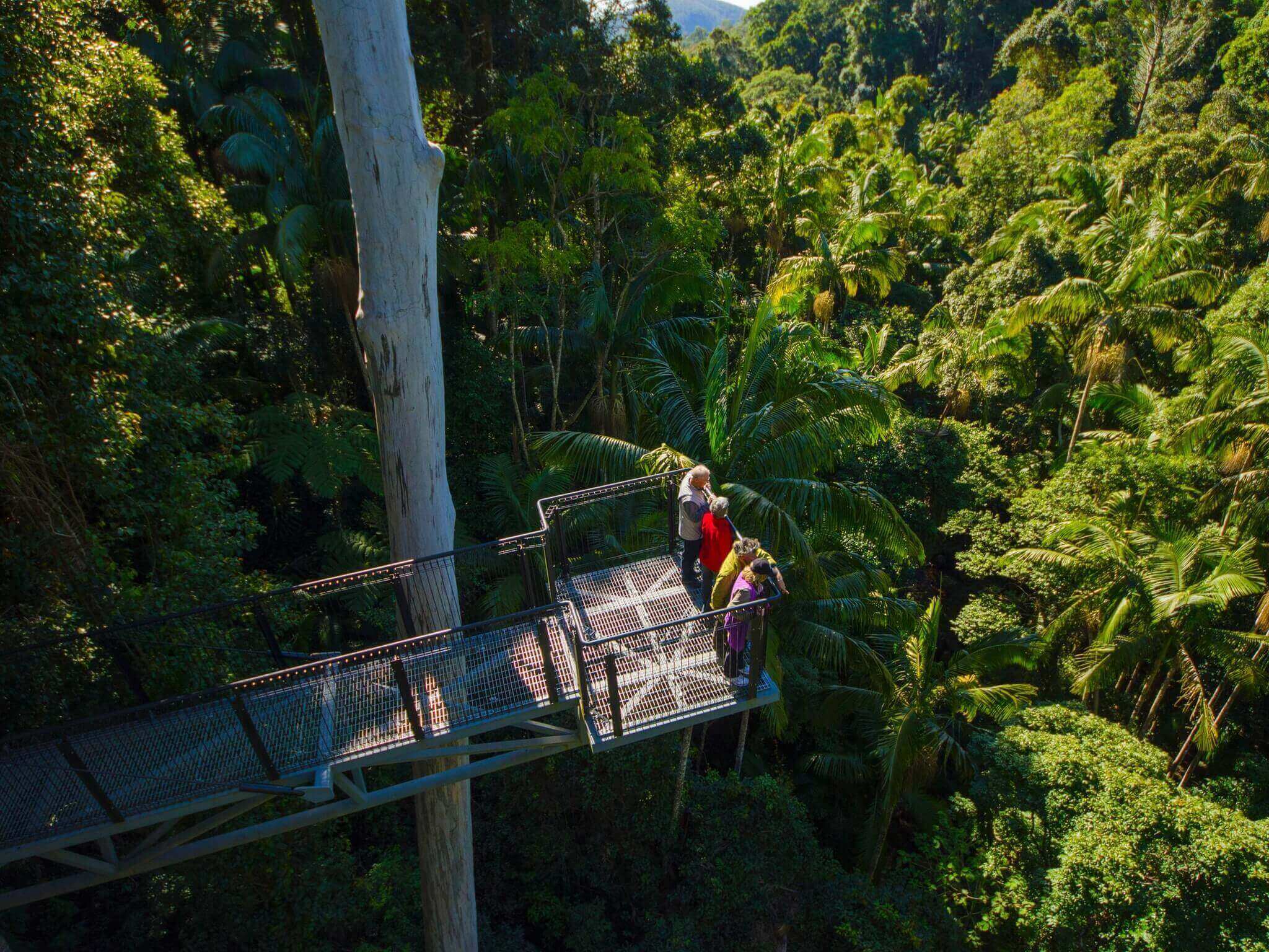 gold coast - Tamborine Rainforest Skywalk