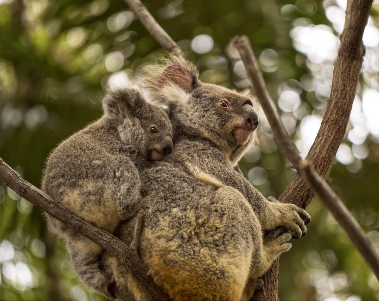 gold coast - Currumbin Wildlife Sanctuary