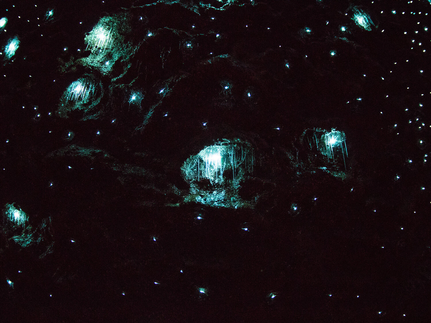 gold coast - Tamborine Mountain Glow Worm Caves