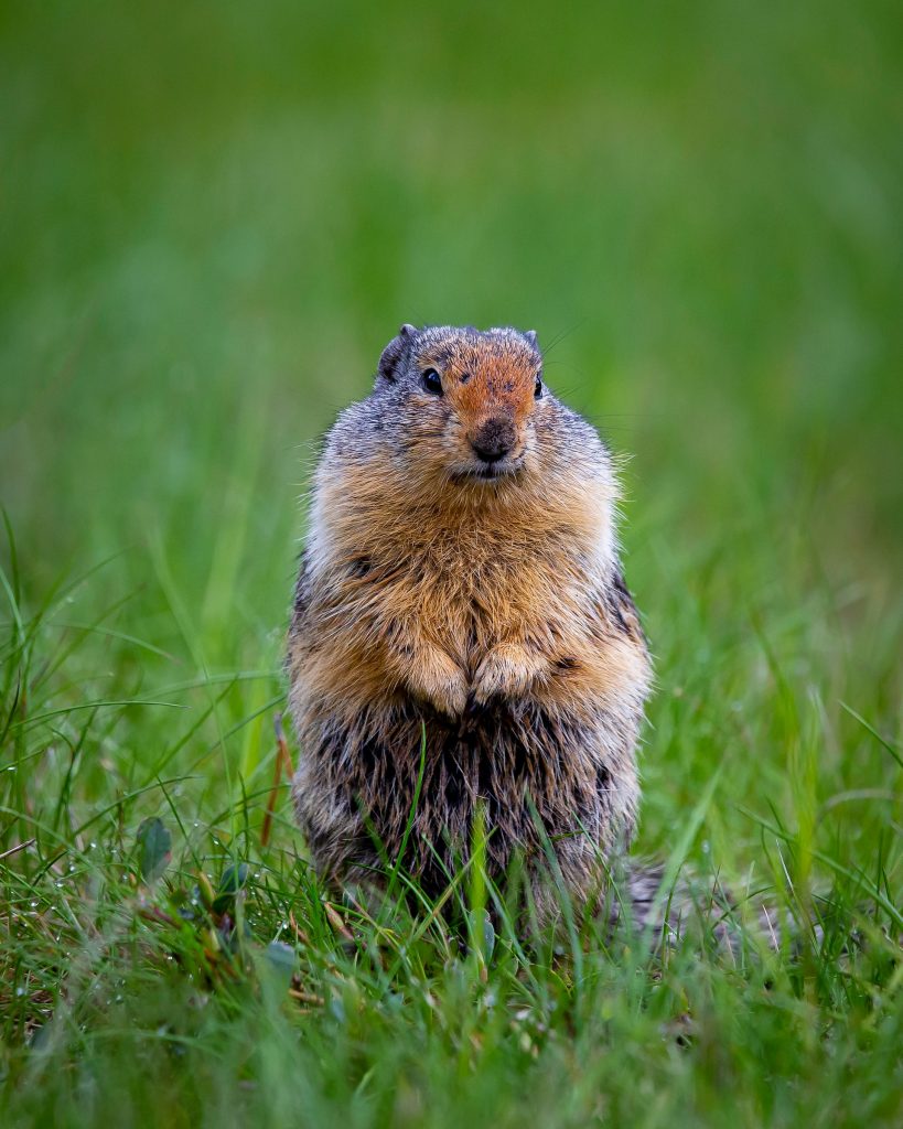 Curiosidades increíbles sobre Canadá